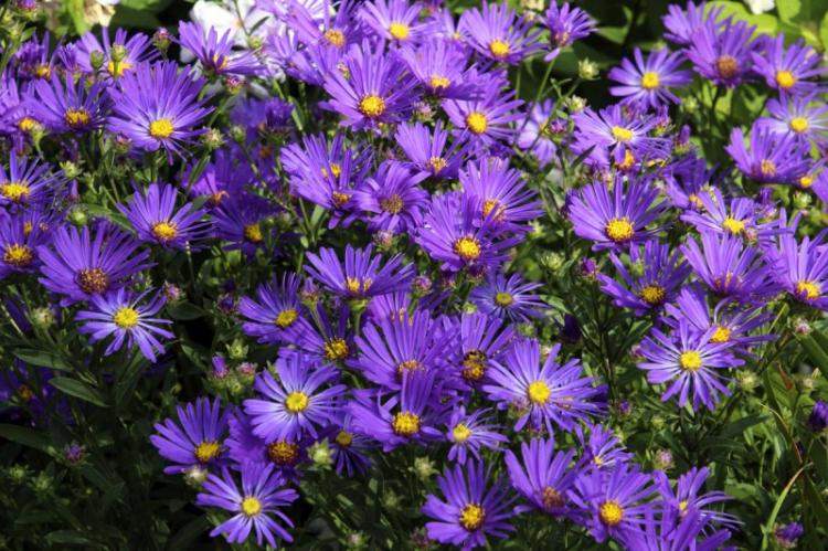 Aster italien - Types d'asters