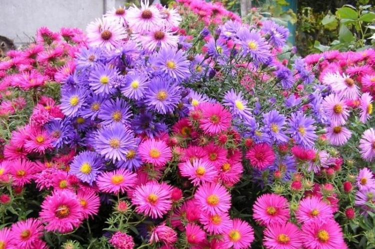 Nouvel Aster Belge - Types d'Asters