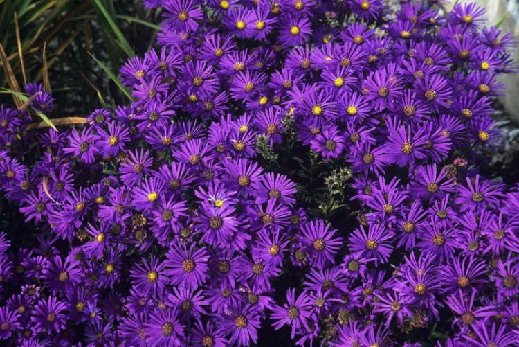 Aster de Bessarabie - Types d'asters