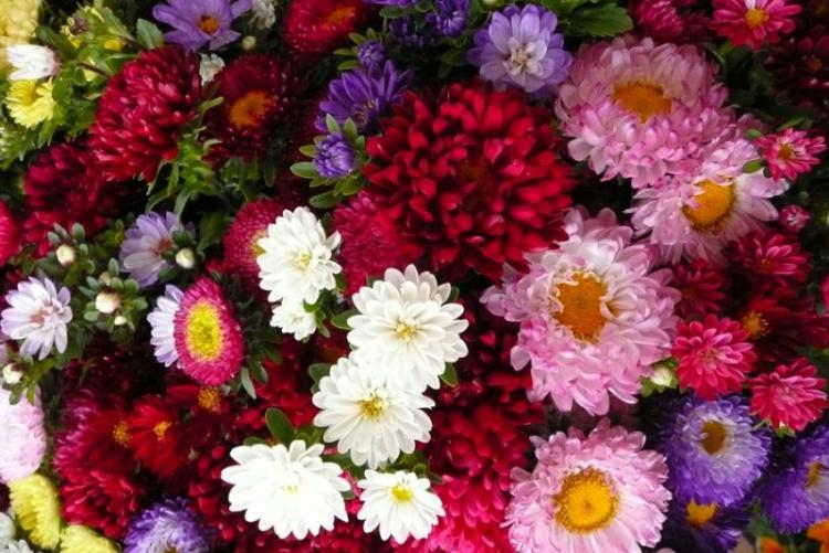 Engrais et fertilisation - Soin des asters