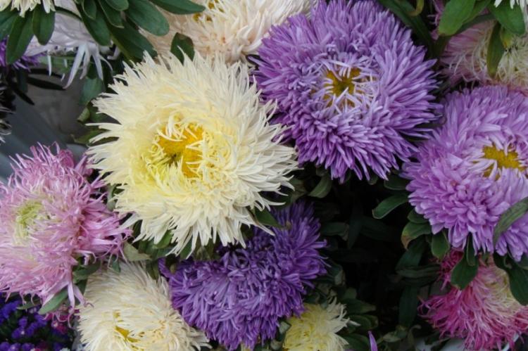 Lutte contre les parasites et les maladies - Asters