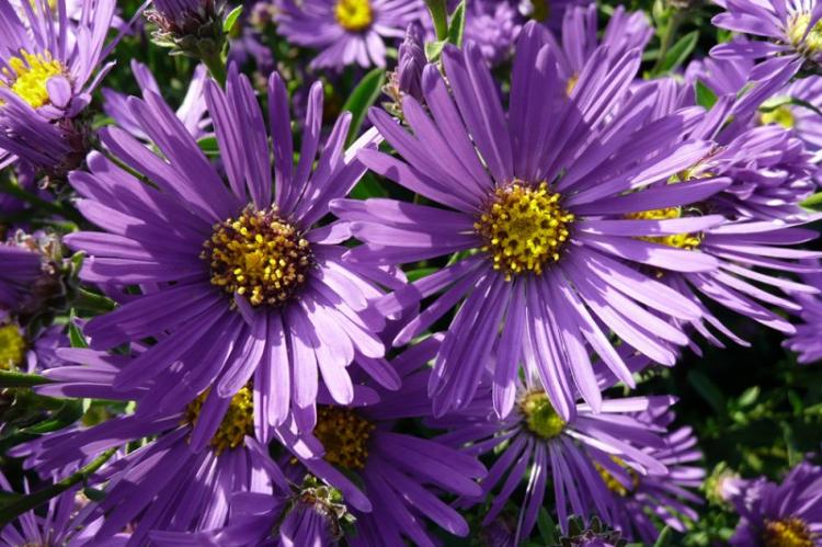 Asters - photo