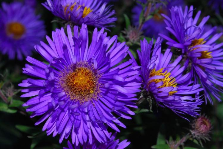 Asters - photo