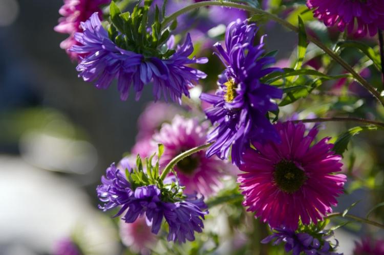 Asters - photo