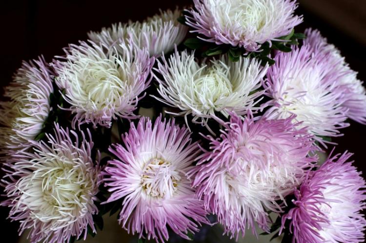 Asters - photo