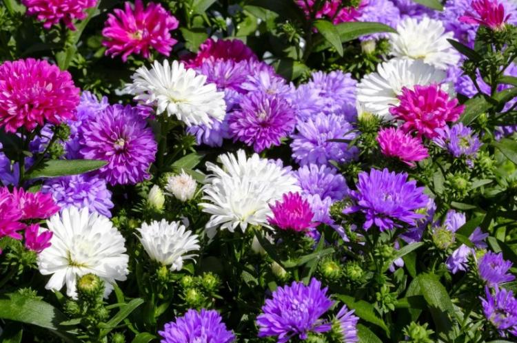 Asters - photo