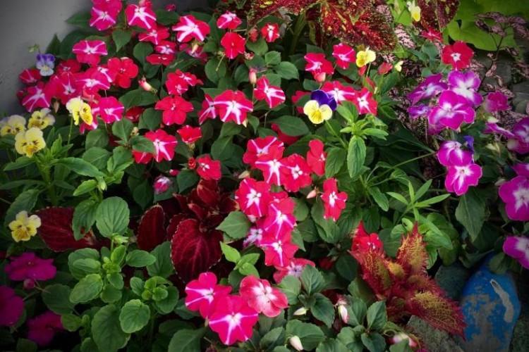 Balsam Safari - Types de baume