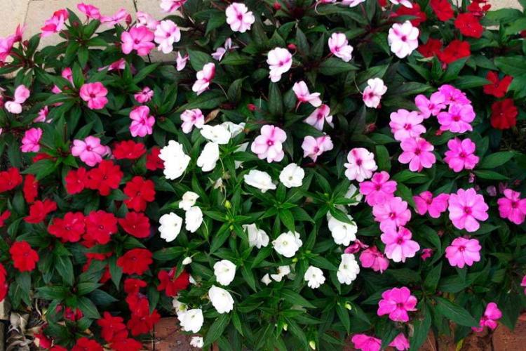 Baume du Jardin - Types de Baume