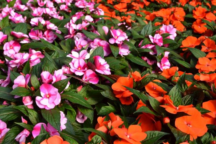 Baume de Nouvelle-Guinée - Types de baume