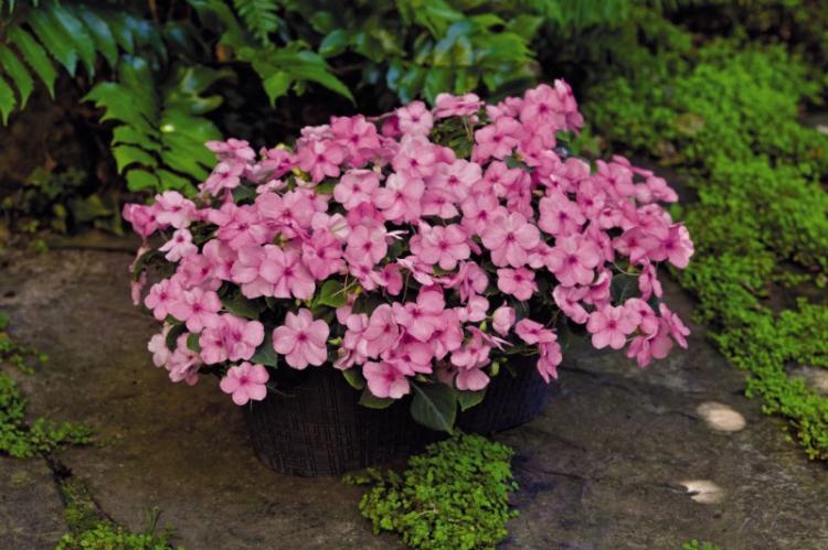 Baume Lollipop - Types de baume