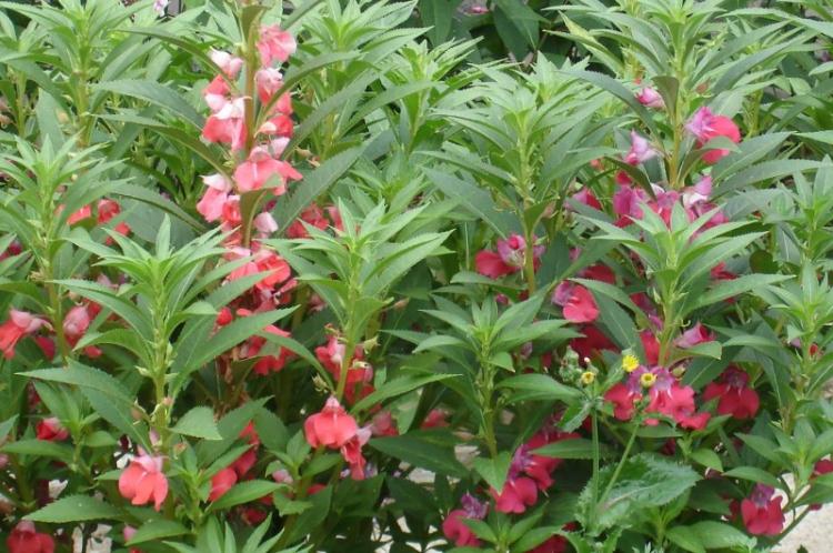 Baume Camélia - Types de baume