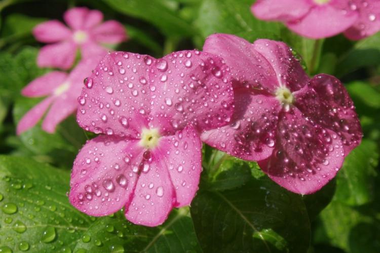 Arrosage - Soin Baume