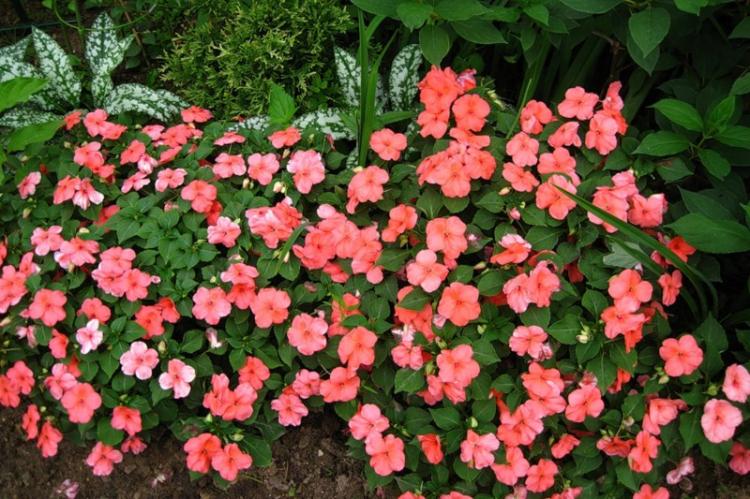 Engrais et alimentation - Soin balsamique