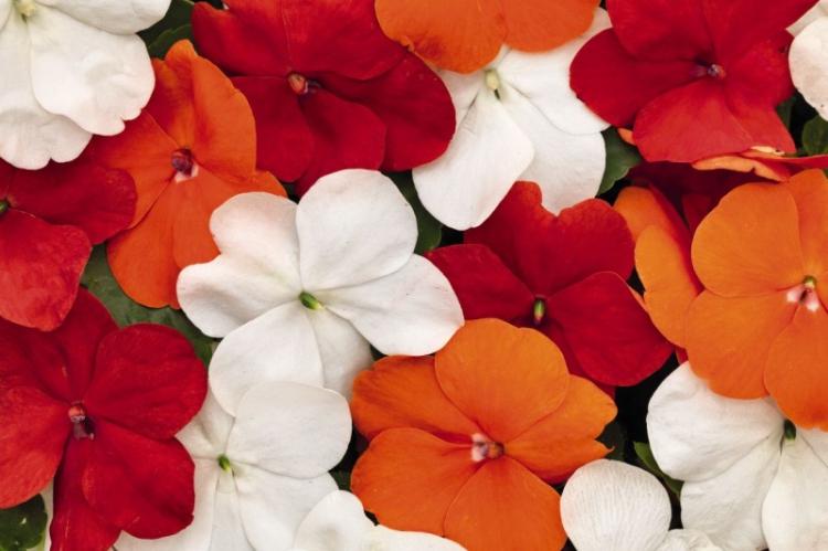 Plantation et élevage de baume