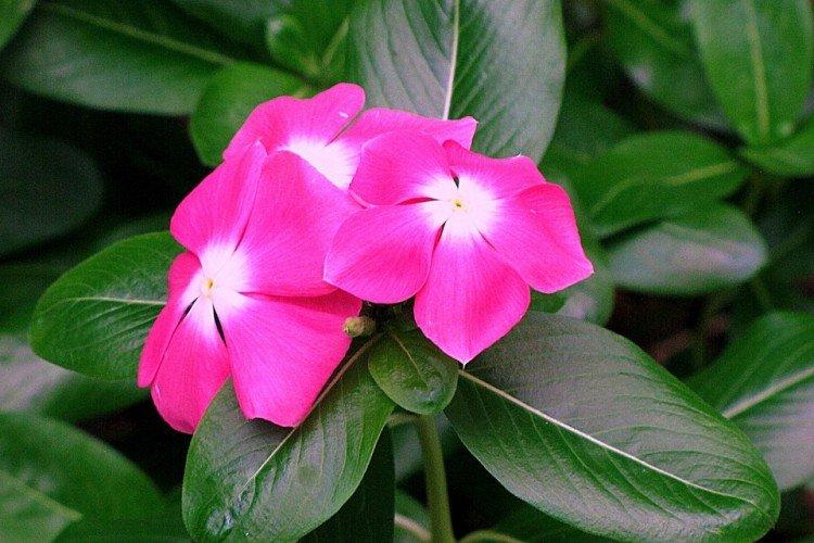 Pervenche rose - Espèces et variétés de pervenche