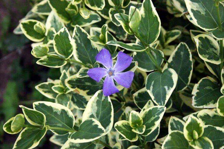 Pervenche panachée - Espèces et variétés de pervenche