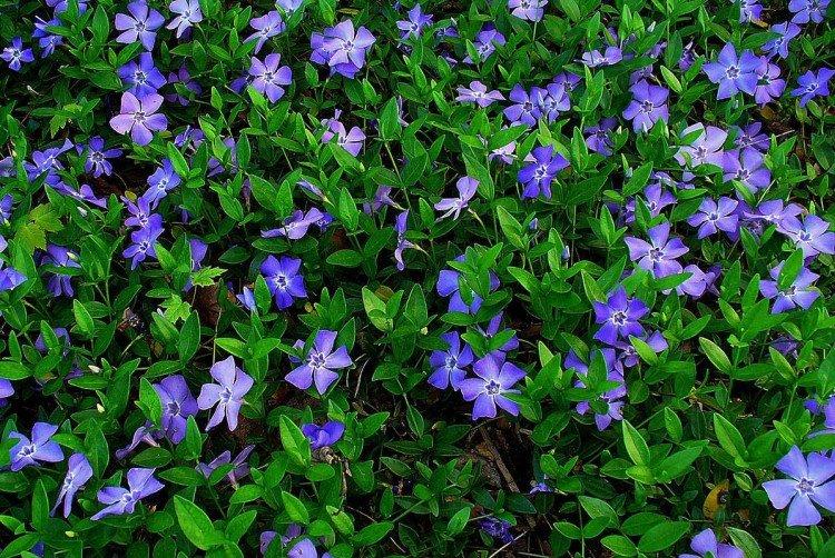 Pervenche herbacée - Espèces et variétés de pervenche