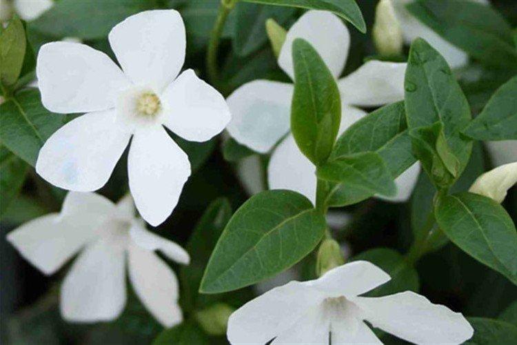 Sol - Prendre soin de la pervenche