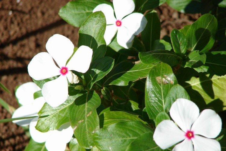 Engrais et alimentation - Soin de la pervenche