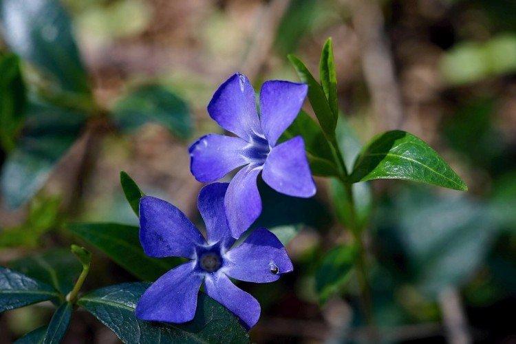 Pincement et amincissement - Prendre soin de la pervenche