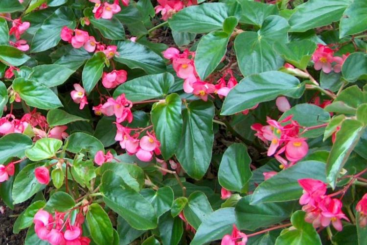 Begonia of Eternal Blossoms - Espèce de bégonia