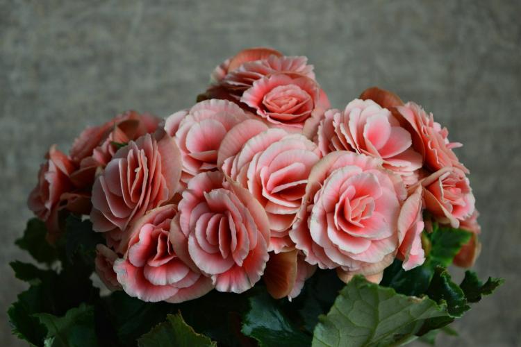 Begonia Elatior - Types de bégonias