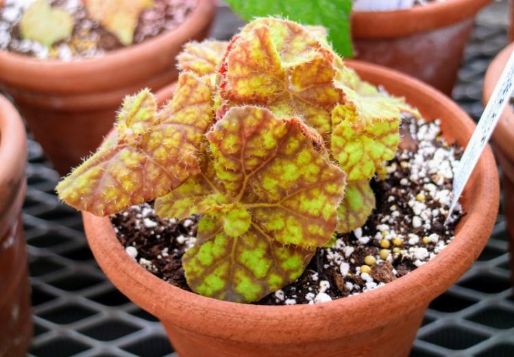 Température - Begonia Care