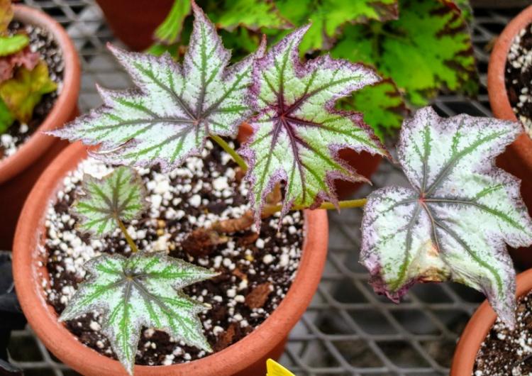 Eclairage - Bégonia Care