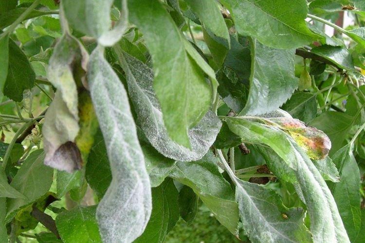 Oïdium - Maladies du poirier, description avec photo et traitement