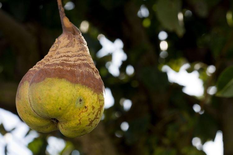 Moniliose - Maladies du poirier, description avec photo et traitement