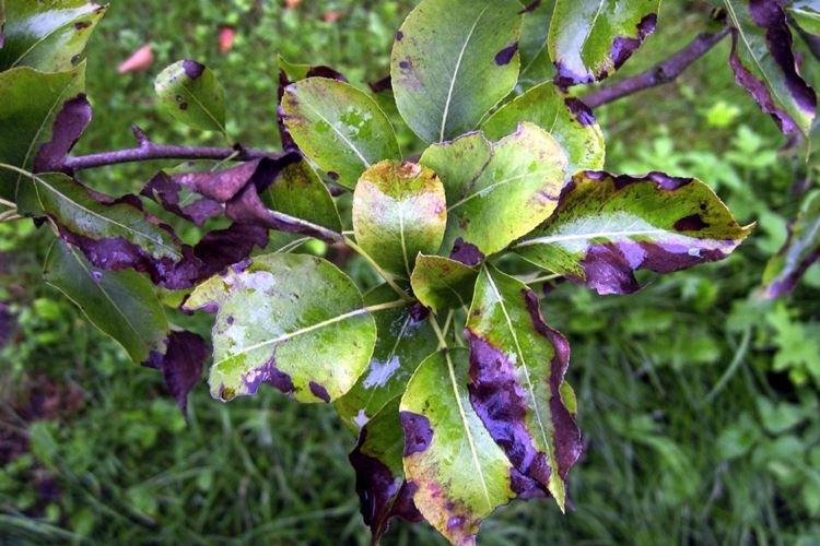 Brûlure bactérienne - Maladies du poirier, description avec photos et traitement