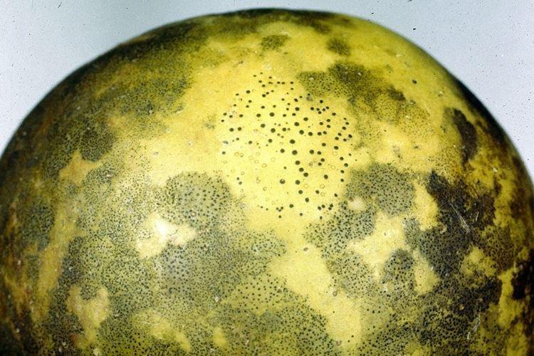 Champignon fuligineux - Maladies d'une poire, description avec photo et traitement