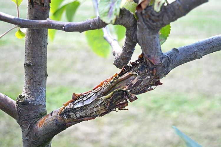 Cancer noir - Maladies du poirier, description avec photo et traitement