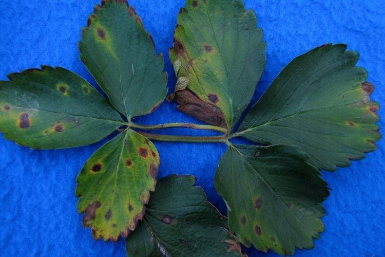 Anthracnose - Maladies des fraises, description avec photos et traitement