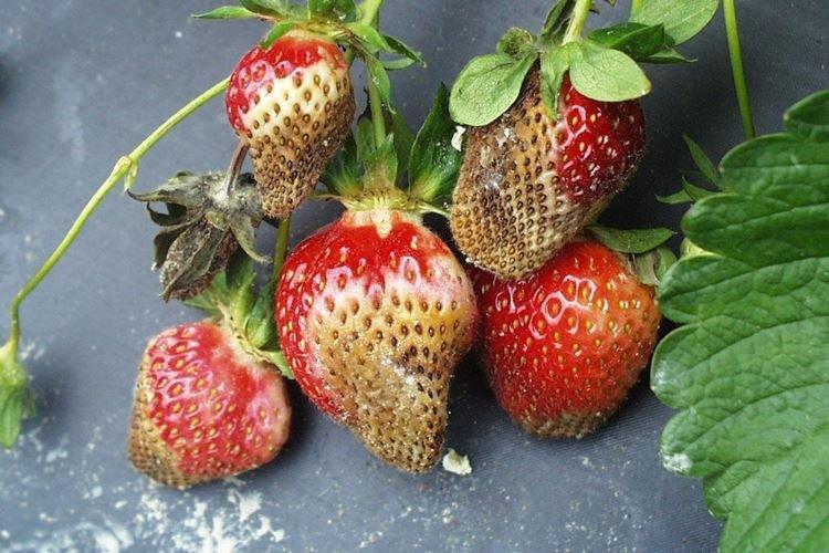 Mildiou - Maladies du fraisier, description avec photos et traitement