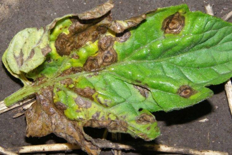 Les feuilles noircissent - Maladies foliaires de l'aster