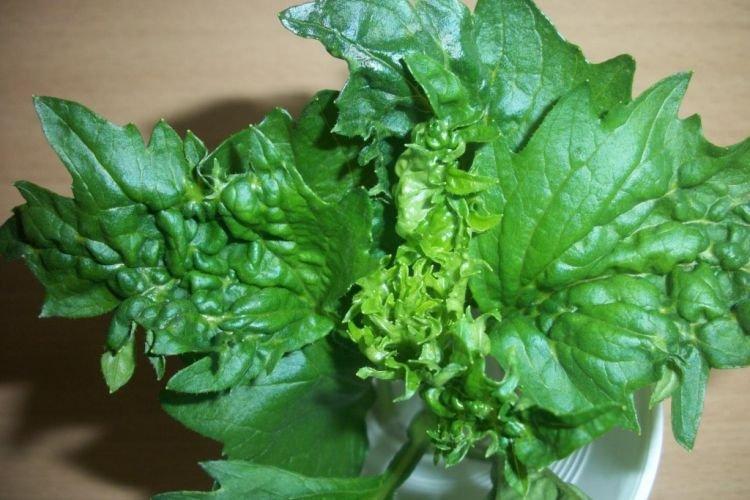 Ondulation des feuilles - Maladies foliaires de l'aster