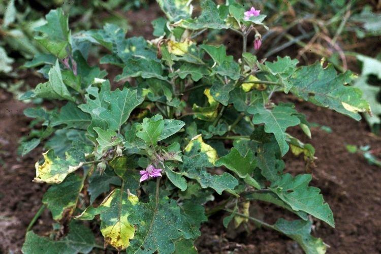 Les feuilles jaunissent et sèchent - Maladies foliaires de l'aubergine