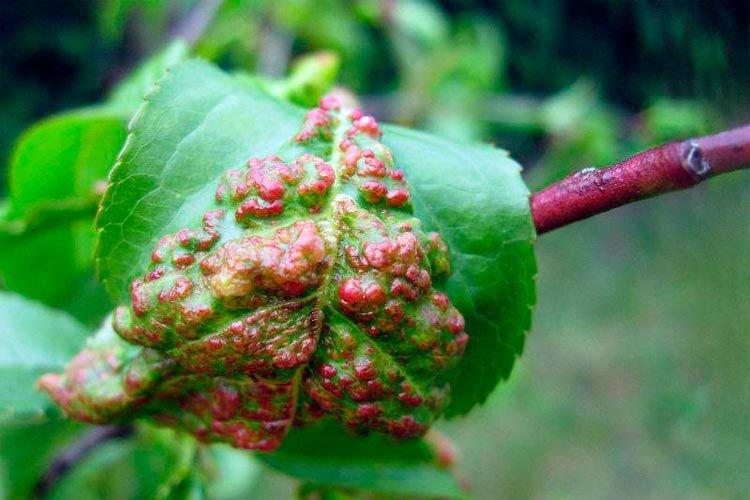 Boutons et tubercules sur les feuilles - Maladies des feuilles de cerisier