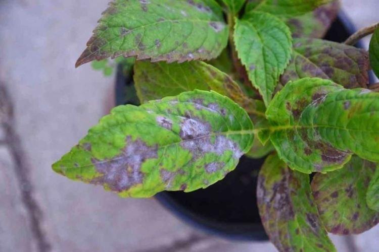 Les feuilles noircissent - Maladies des feuilles d'hortensia