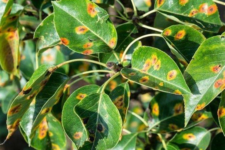 Taches brunes sur les feuilles - Maladies des feuilles de poirier