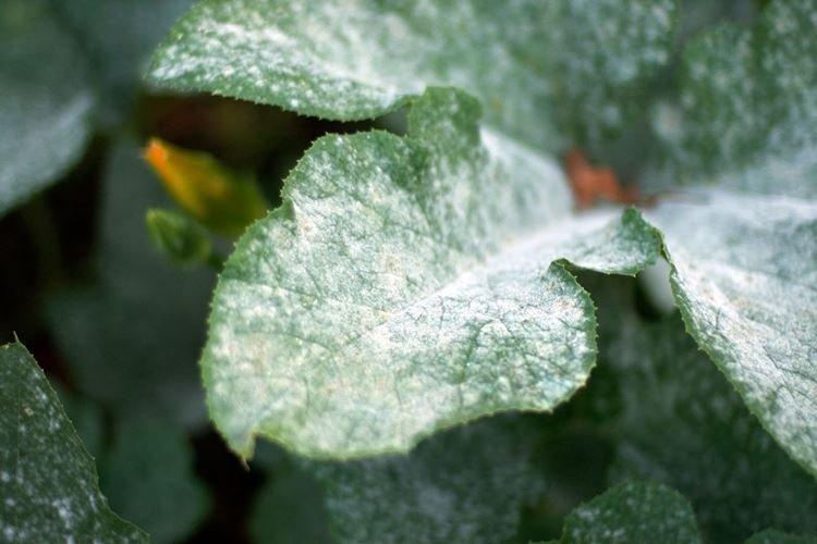 Floraison blanche sur les feuilles - Maladies des feuilles de poirier