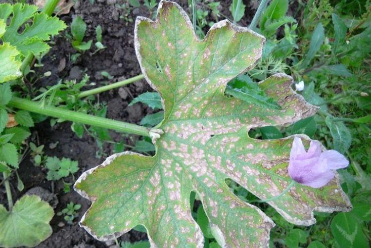 Les feuilles jaunissent et sèchent - Maladies des feuilles des courgettes