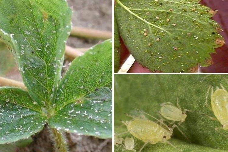 Bosses et bosses sur les feuilles - Maladies des feuilles de fraisier