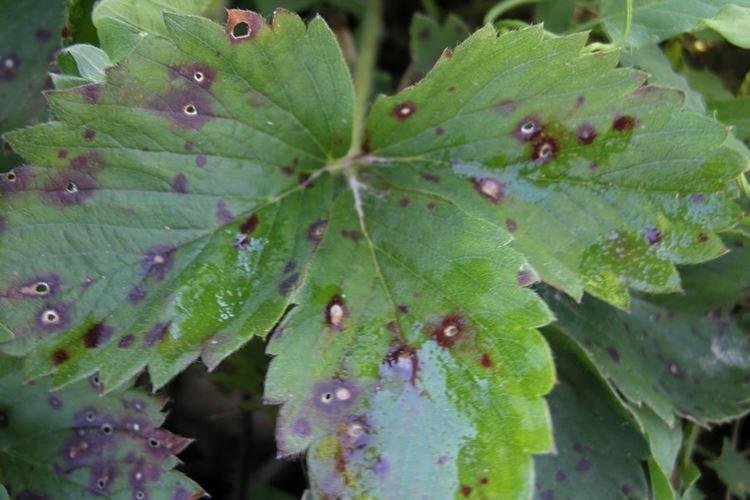 Taches brunes sur les feuilles - Maladies des feuilles de fraisier