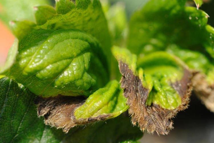 Les feuilles noircissent - Maladies des feuilles du fraisier