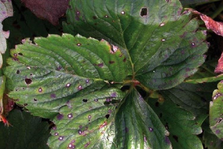 Trous dans les feuilles - Maladies des feuilles du fraisier