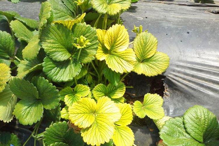 Feuilles pâles et claires - Maladies des feuilles du fraisier