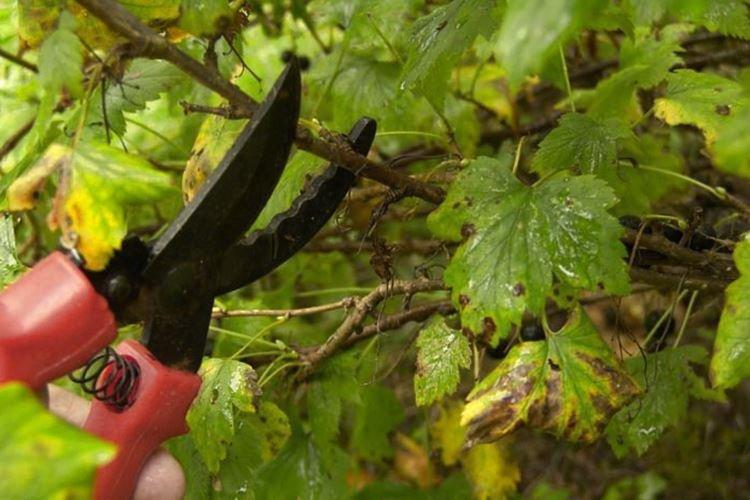 Les feuilles noircissent - Maladies foliaires du groseillier