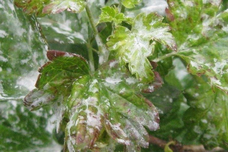 Floraison blanche sur les feuilles - Maladies des feuilles de groseille à maquereau